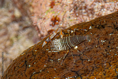 Wall Mural Striped Harlequin Shrimp or Bumble Bee Shrimp underwater scuba diving photos