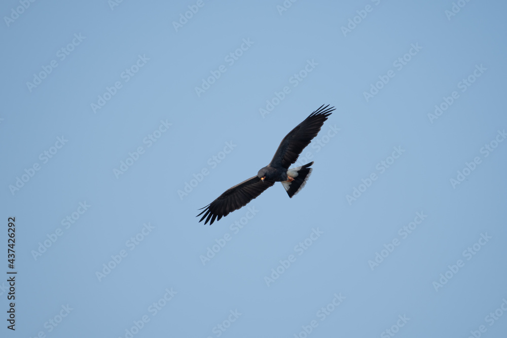 snail kite searching for prey snail kite searching for prey