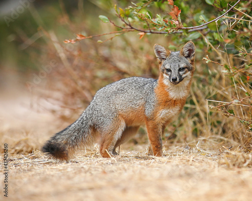 Close up side view of the rare Santa Cruz Island fox. © julie