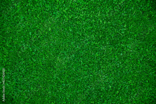 green mown lawn, bluegrass with clover, top view