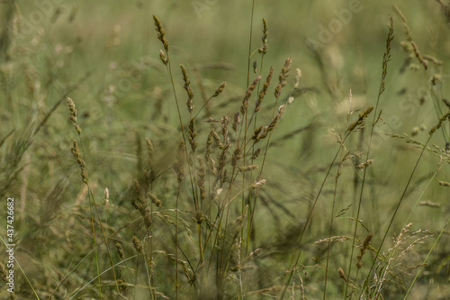 Tall grasses with seed heads © Sandra Burm
