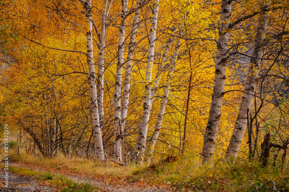 Birch trees on the way from the Montalto reservoir to La Canalada (Alt Pirineu Natural Park, Catalonia, Spain, Pyrenees)