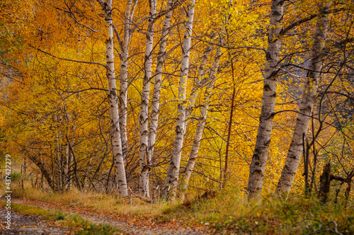 Birch trees on the way from the Montalto reservoir to La Canalada (Alt Pirineu Natural Park, Catalonia, Spain, Pyrenees)