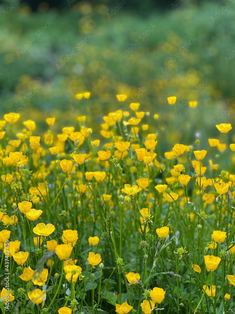 field of yellow flowers field of yellow flowers