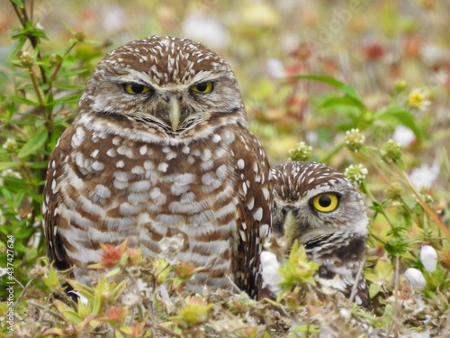 Owls