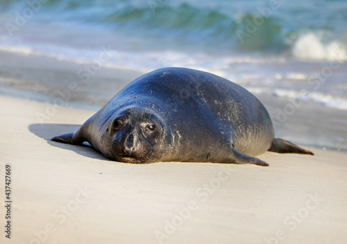 Quadro su tela Close up view of the face of an elephant seal on the sandy beach in San Miguel Island