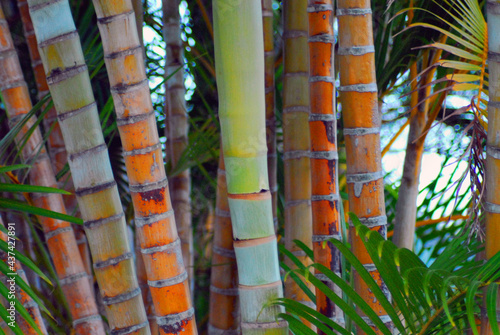 Australia- Close Up of Beautifully Multi Colored Bamboo photo