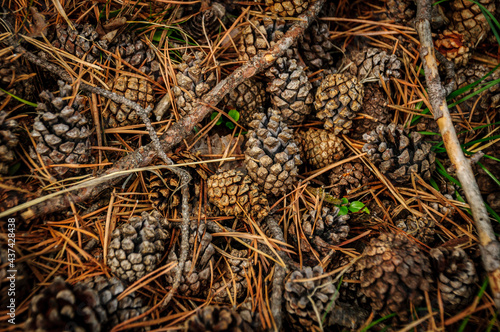 Details of undergrowth in a forest with pine cones, branches and pine needles (Berguedà, Catalonia, Spain, Pyrenees)