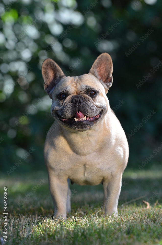 Französische Bulldogge