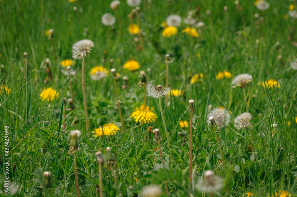 Flowers in Estana in spring (Cerdanya, Catalonia, Spain, Pyrenees) Flowers in Estana in spring (Cerdanya, Catalonia, Spain, Pyrenees)
