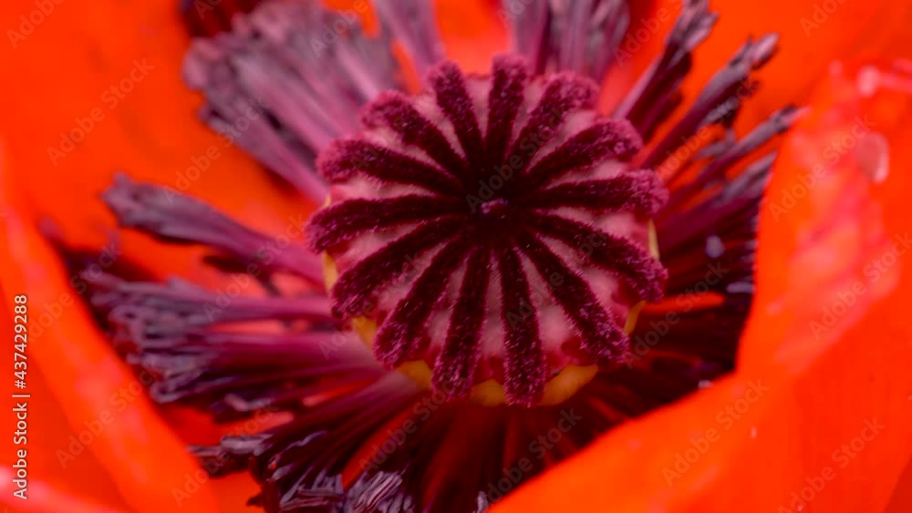 Poppy head macro shot, poppy flower on a field, moving with wind blowing, close up Poppy head macro shot, poppy flower on a field, moving with wind blowing, close up