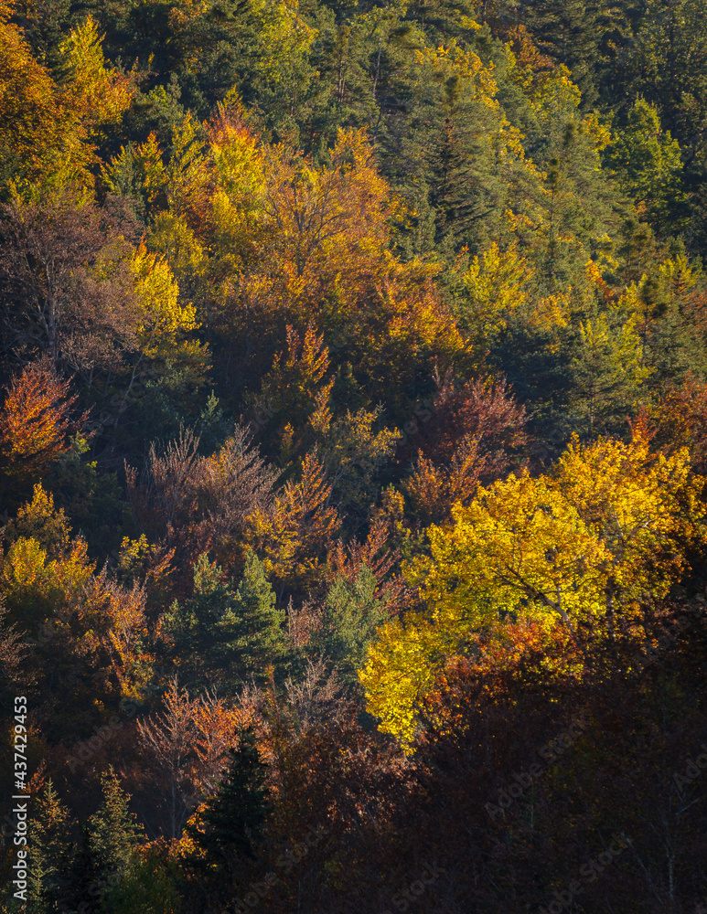 La Pardina del Señor forest in autumn, near to Fanlo (Ordesa and Monte Perdido National Park, Aragon, Spain, Pyrenees)