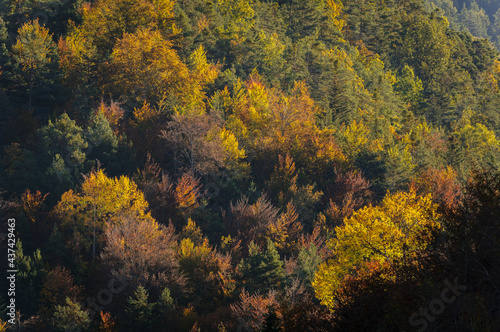 La Pardina del Se  or forest in autumn  near to Fanlo  Ordesa and Monte Perdido National Park  Aragon  Spain  Pyrenees 