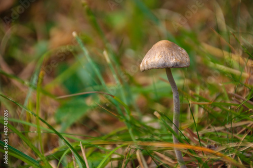 Mushrooms and understory details in a Berguedà forest (Barcelona, Catalonia, Spain, Pyrenees)