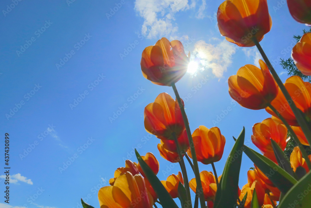 Obraz premium Bright orange flowers of tulips blooming in a garden on a sunny spring day with natural lit by sunlight. Beautiful fresh nature floral pattern.