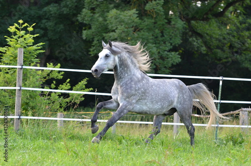 Lipizzaner photo