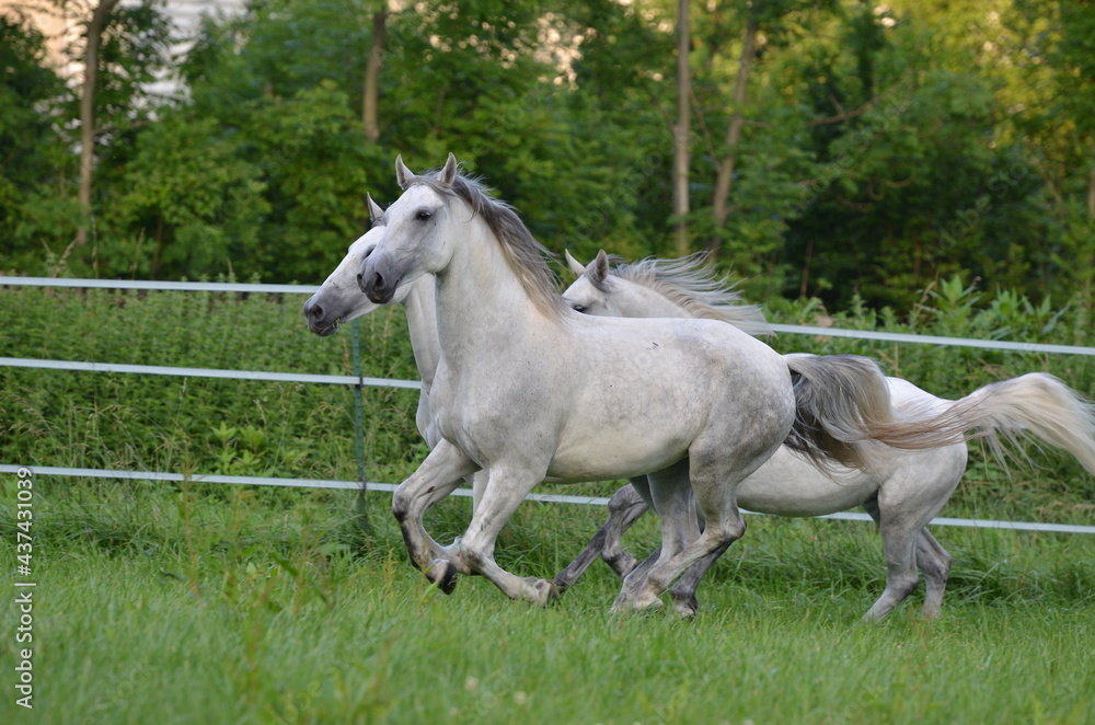 Lipizzaner