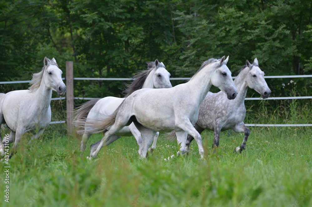 Lipizzaner Herde