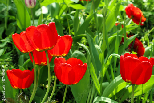 Bright red flowers of tulips blooming in a garden on a sunny spring day with natural lit by sunlight. Beautiful fresh nature floral pattern.