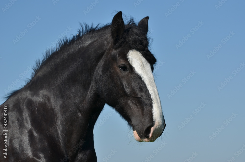Shire Horse Shire Horse