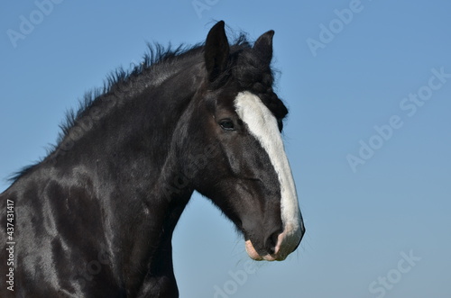 Fototapeta Naklejka Na Ścianę i Meble -  Shire Horse