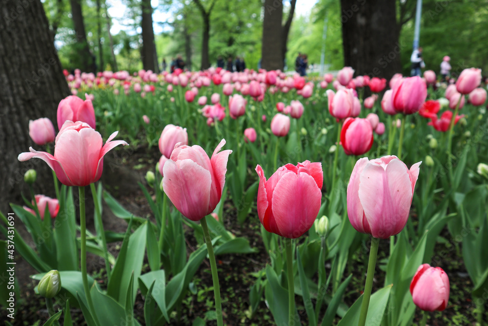Pink flowers of tulips blooming in a garden on a sunny spring day with natural lit by sunlight. Beautiful fresh nature floral pattern. Pink flowers of tulips blooming in a garden on a sunny spring day with natural lit by sunlight. Beautiful fresh nature floral pattern.
