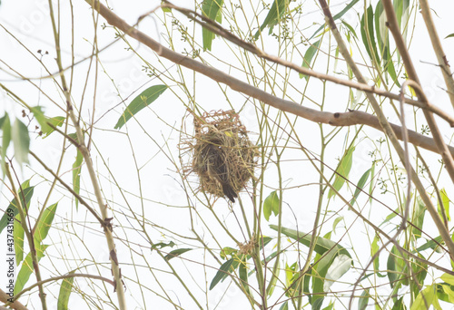Asian Golden Weaver