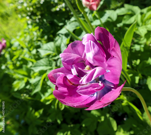 Purple flowers of tulips blooming in a garden on a sunny spring day with natural lit by sunlight. Beautiful fresh nature floral pattern.
