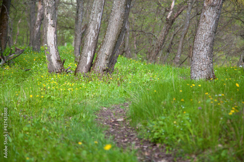 Spring forest with bare trees and green grass with flowers.