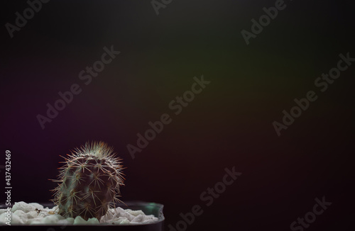 Small Echinopsis mirabilis in studio .Growth concept. Cactus idea. copy space nature background.