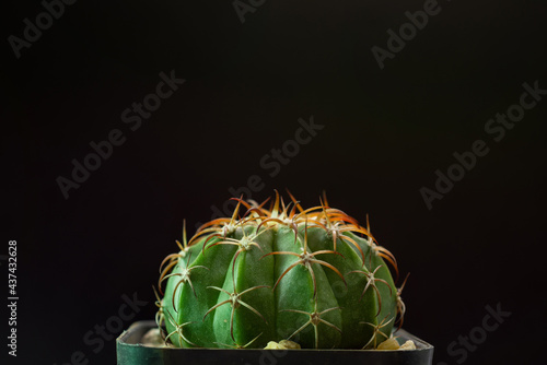 mini cactus plant on potted with copy space , botanical conpept