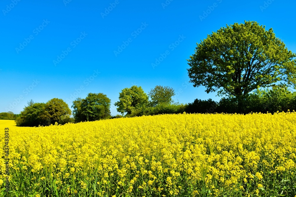 Rapsblüte in Damendorf in Norddeutschland Rapsblüte in Damendorf in Norddeutschland