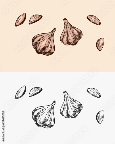 Garlic in vintage style. Seasoning or condiment for food. Engraved hand drawn sketch.