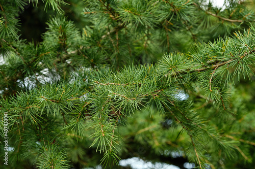 Green spruce  fir tree branches.