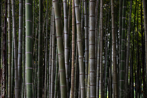 Summer background with bamboo