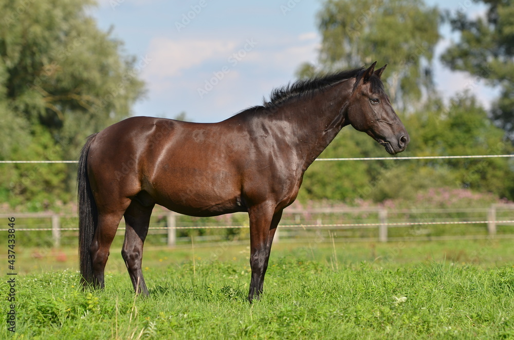 Deutsche Reitponies Deutsche Reitponies