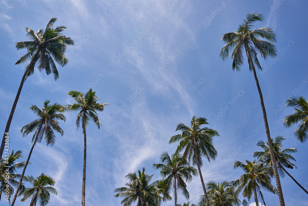 Coconut Trees Against a Streaky Sky