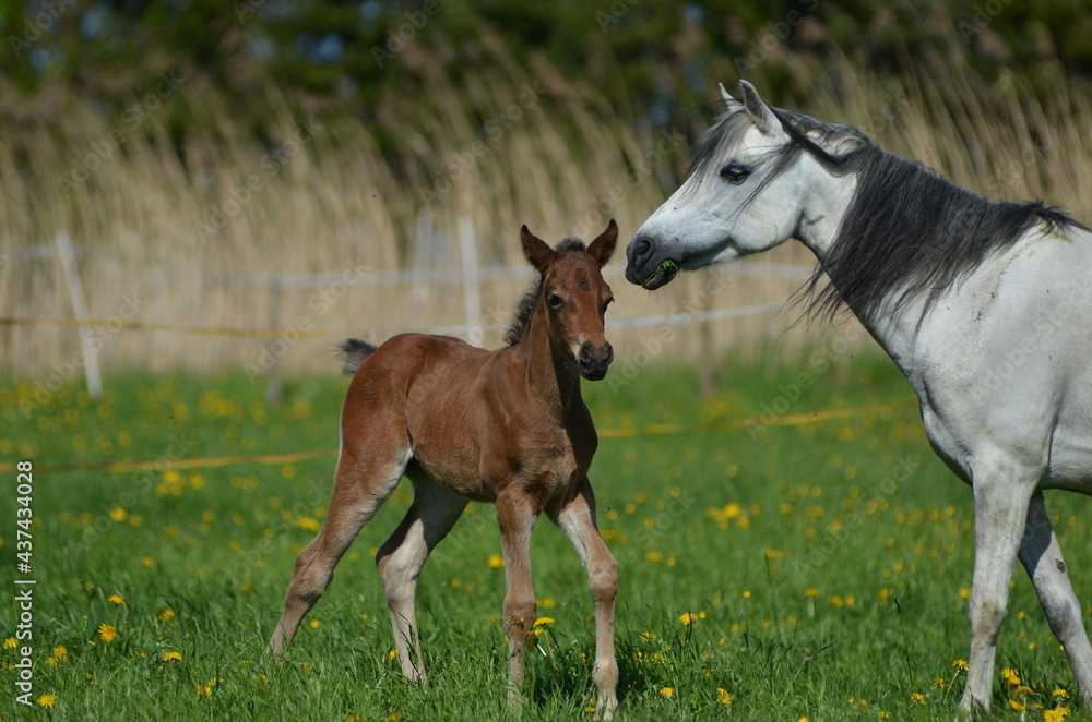 Deutsches Reitpony Stute mit Fohlen Deutsches Reitpony Stute mit Fohlen