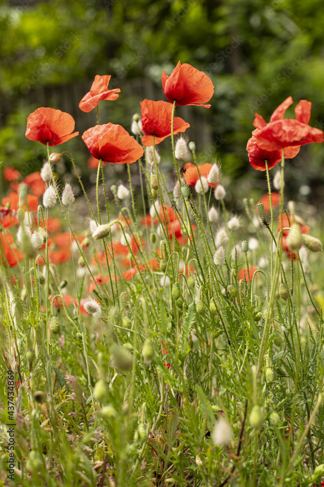 Obraz premium Les Coquelicots