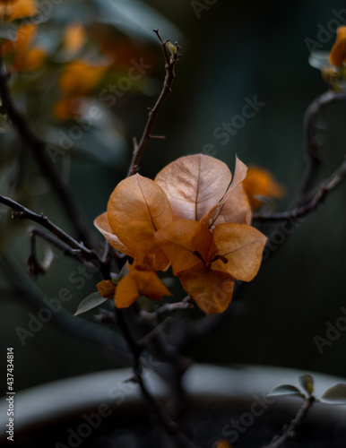 árbol de buganvilia color naranja © Javier