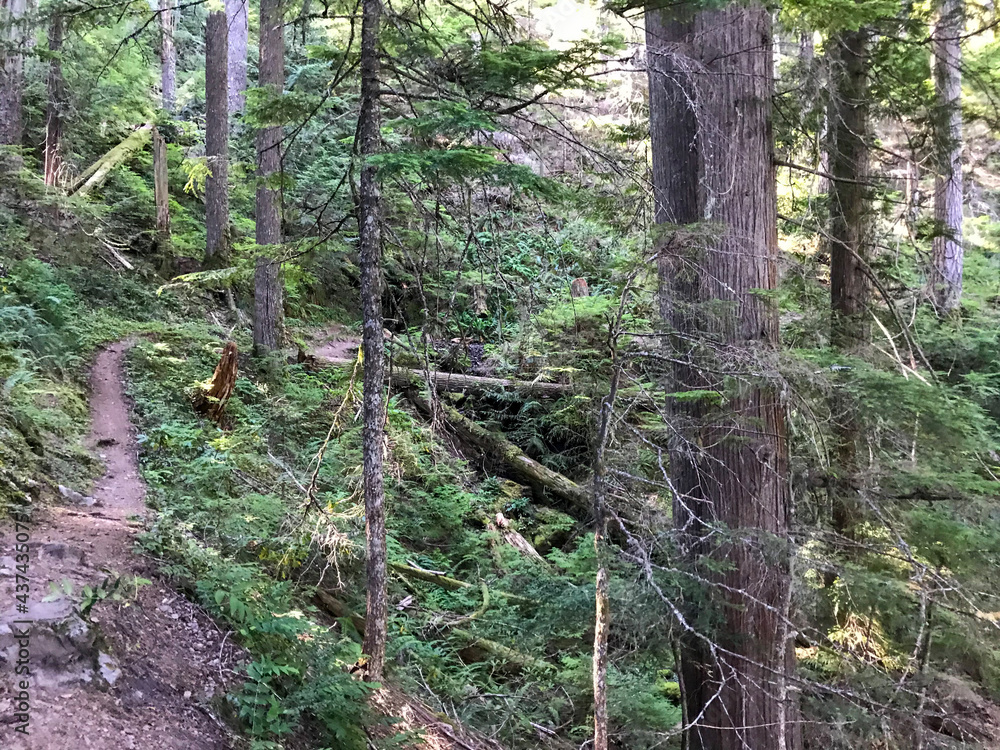 Obraz premium footpath in the woods