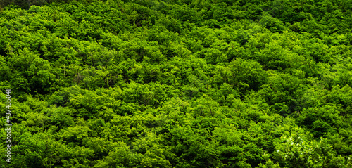 Summer background with green forest