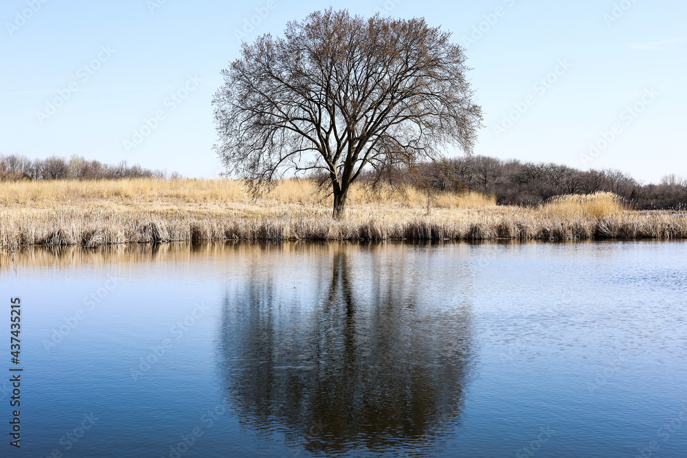 Round Tree Reflecting Over Lake Round Tree Reflecting Over Lake