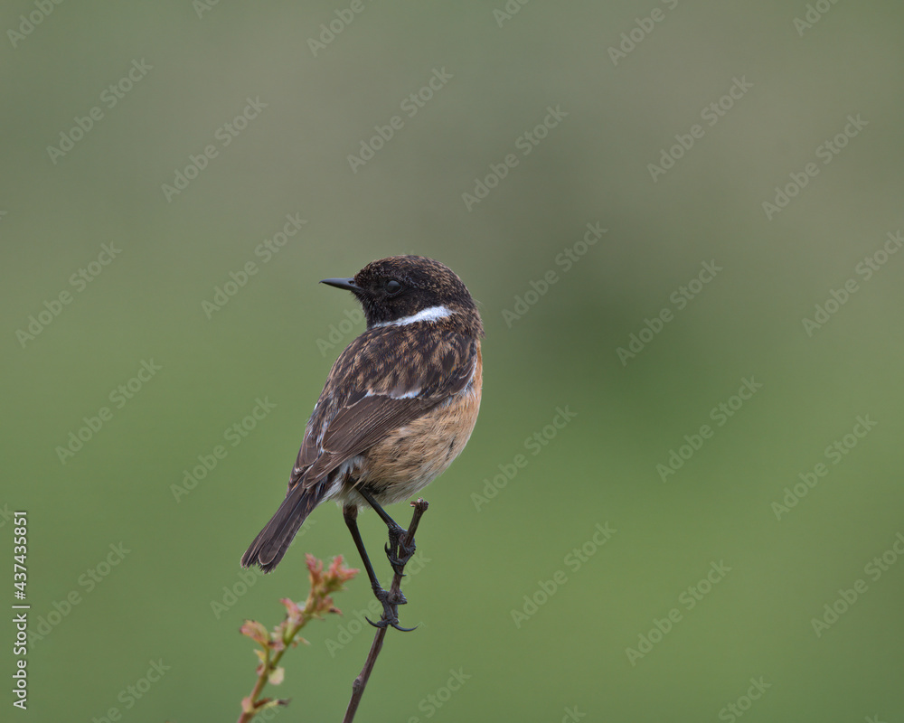 Fototapeta premium Male European stonechat , Saxicola rubicola.