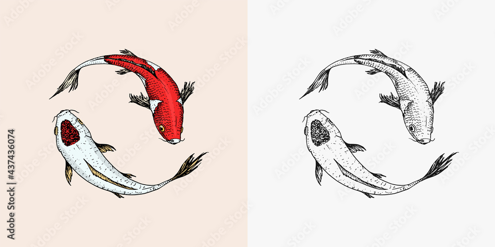Koi carp, Japanese fish. Korean animal. Engraved hand drawn line art  Vintage tattoo monochrome sketch for poster or label. Stock Vector | Adobe  Stock