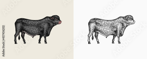 Domestic Cow. Farm animal. Vintage sketch for shop. Badge for t-shirts. Hand Drawn engrave Vector illustration.