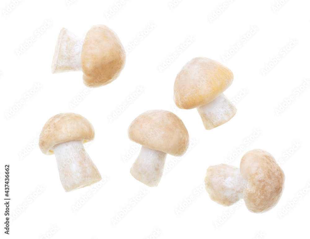 Mushroom Calocybe gambosa on a white background. Mushroom Calocybe gambosa on a white background.
