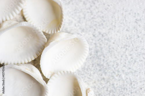 Sea shells as a summer background photo