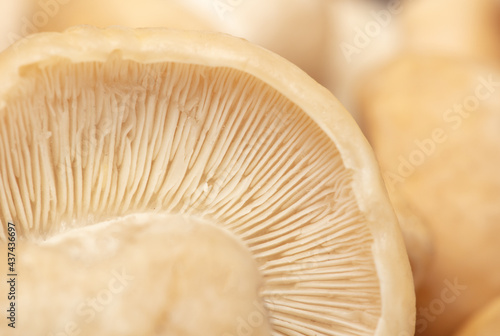Close-up of porcini mushrooms as background.