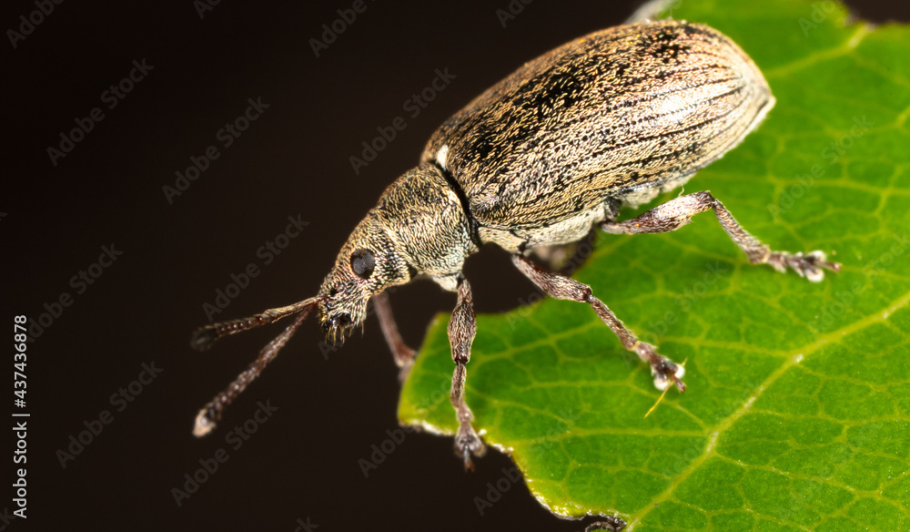 Naklejka premium Close-up of a beetle on a green leaf of a plant.